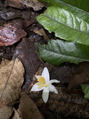 Styrax glabrescens