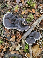 Phellodon sinclairii