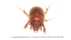 Codocera ferruginea