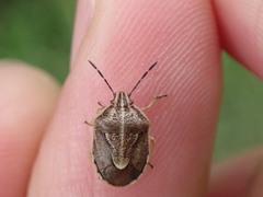 Trichopepla atricornis