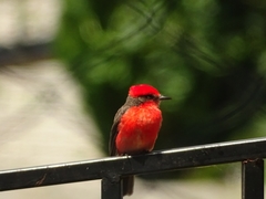 Pyrocephalus rubinus