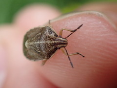 Trichopepla atricornis