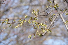 Carpinus tschonoskii