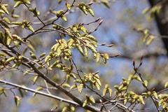 Carpinus tschonoskii