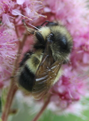 Bombus sitkensis