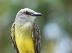 Tyrannus melancholicus