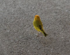 Sicalis flaveola flaveola