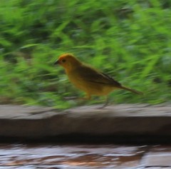 Sicalis flaveola flaveola