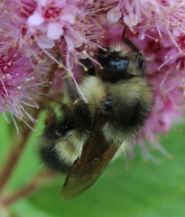 Bombus sitkensis
