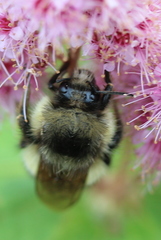 Bombus sitkensis