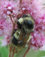 Bombus sitkensis