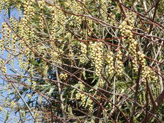 Stachyurus praecox