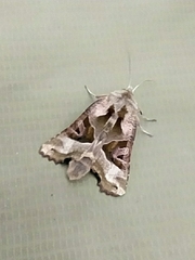 Phlogophora meticulosa