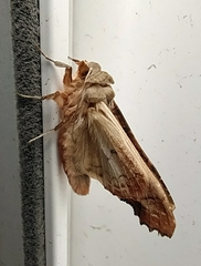 Phlogophora meticulosa