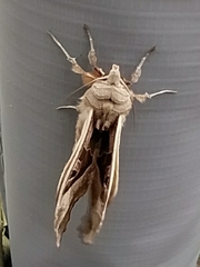 Phlogophora meticulosa