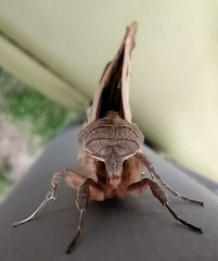 Phlogophora meticulosa