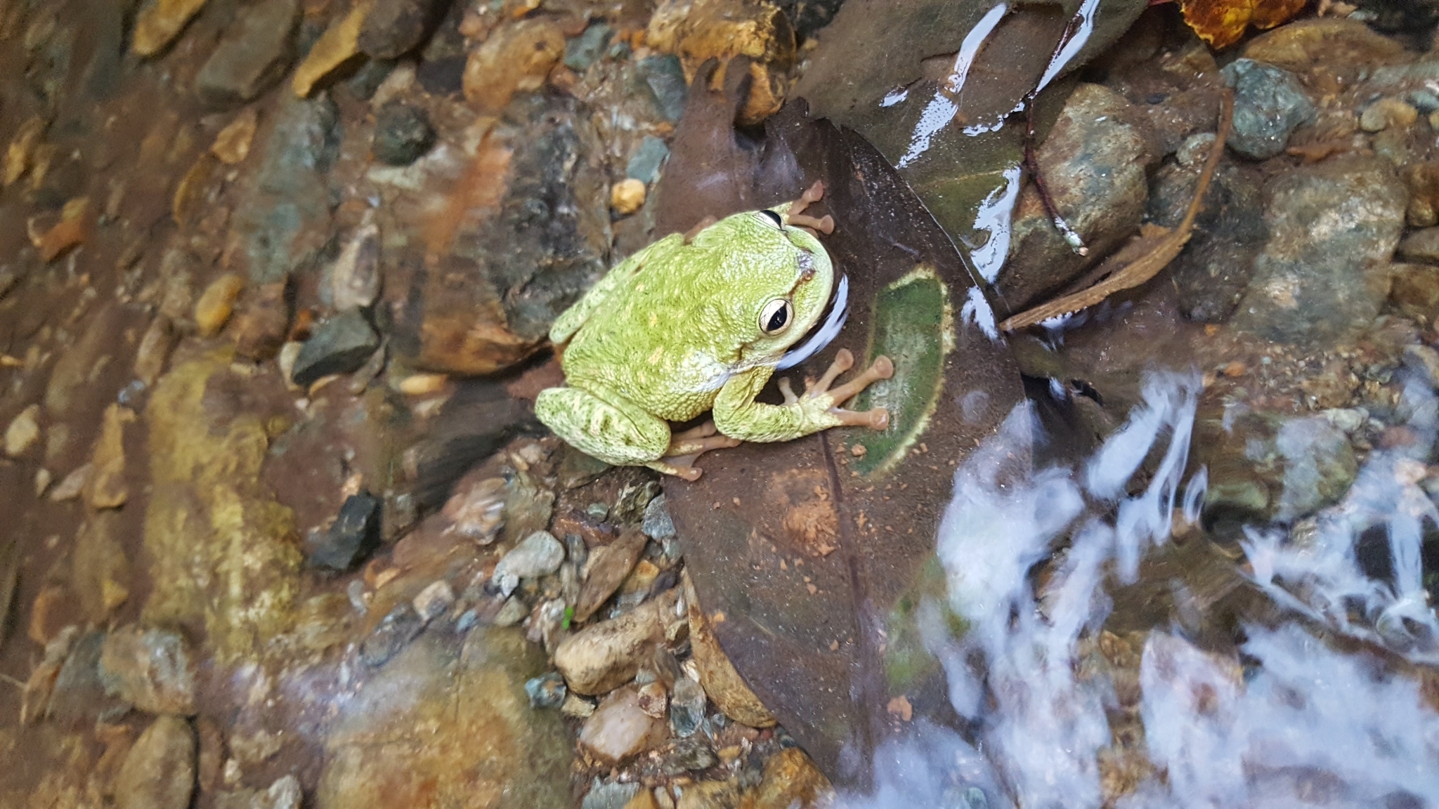Rio Sananja Spikethumb Frog photo 3