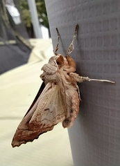 Phlogophora meticulosa