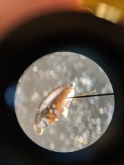 Hydraenidae