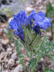 Polemonium confertum