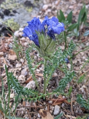 Polemonium confertum
