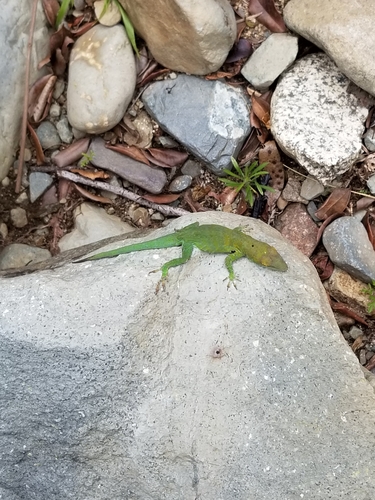 LaVega Anole, Anolis aliniger