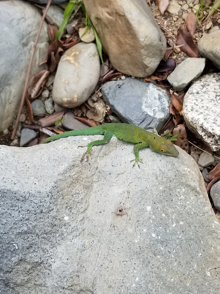 Axillary Spotted Anole