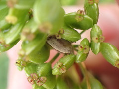 Trichopepla atricornis