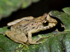 Serranobatrachus ruthveni