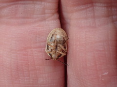 Trichopepla atricornis