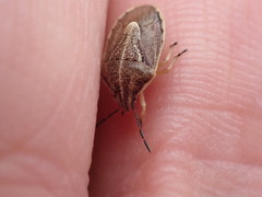 Trichopepla atricornis