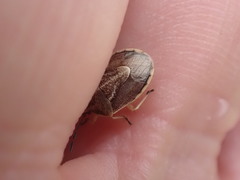 Trichopepla atricornis