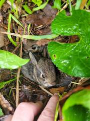 Sylvilagus floridanus