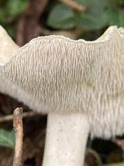 Hydnum albidum