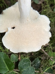 Hydnum albidum