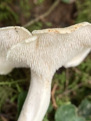 Hydnum albidum
