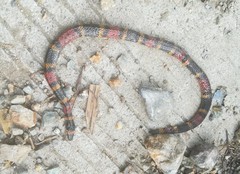 Pliocercus elapoides