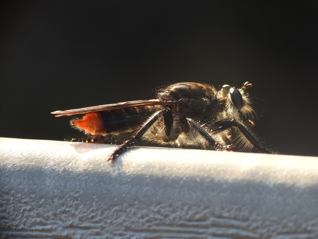 Mangrove Chiselmouth