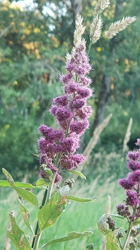 rose spirea (Spiraea douglasii)