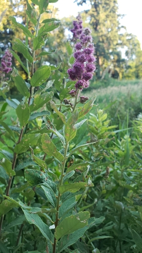 Spiraea douglasii