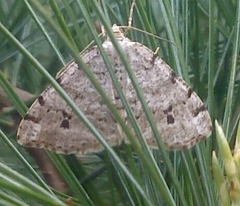 Macaria pinistrobata