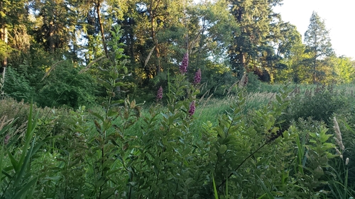 Spiraea douglasii
