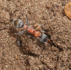 Myrmecia chasei