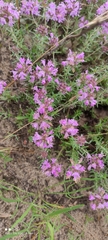 Thymus pallasianus