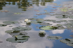 Nymphaea odorata