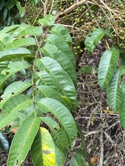 Toxicodendron striatum