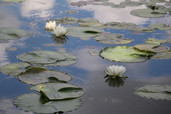 Nymphaea odorata