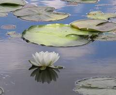 Nymphaea odorata