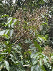Toxicodendron striatum