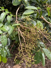 Toxicodendron striatum